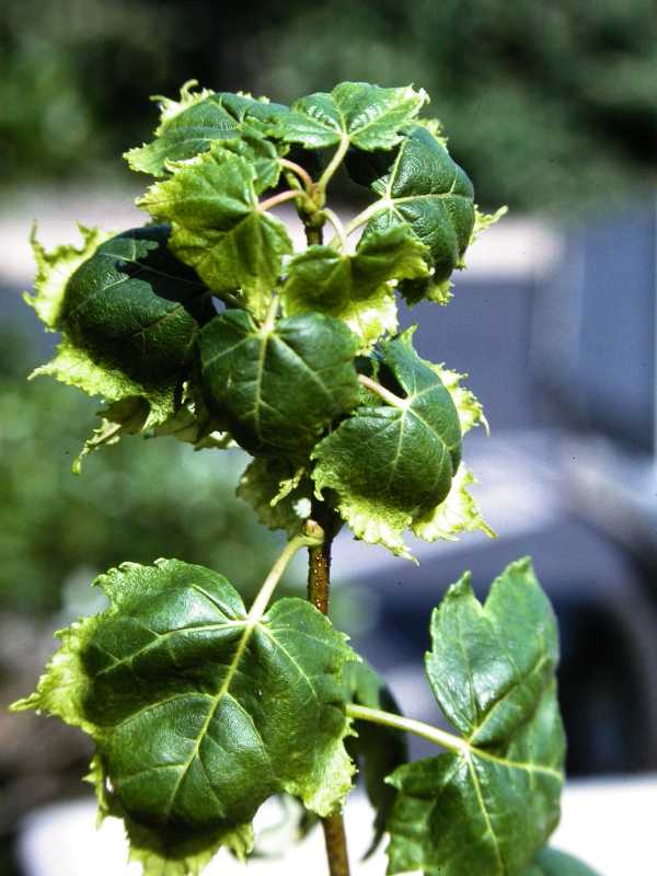 Herbicide Damage to Plants